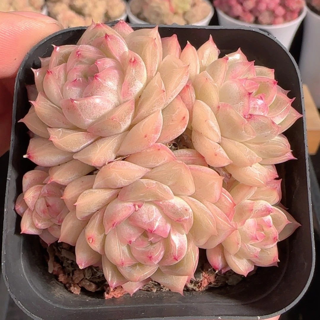 多肉1229-324包子麦秆