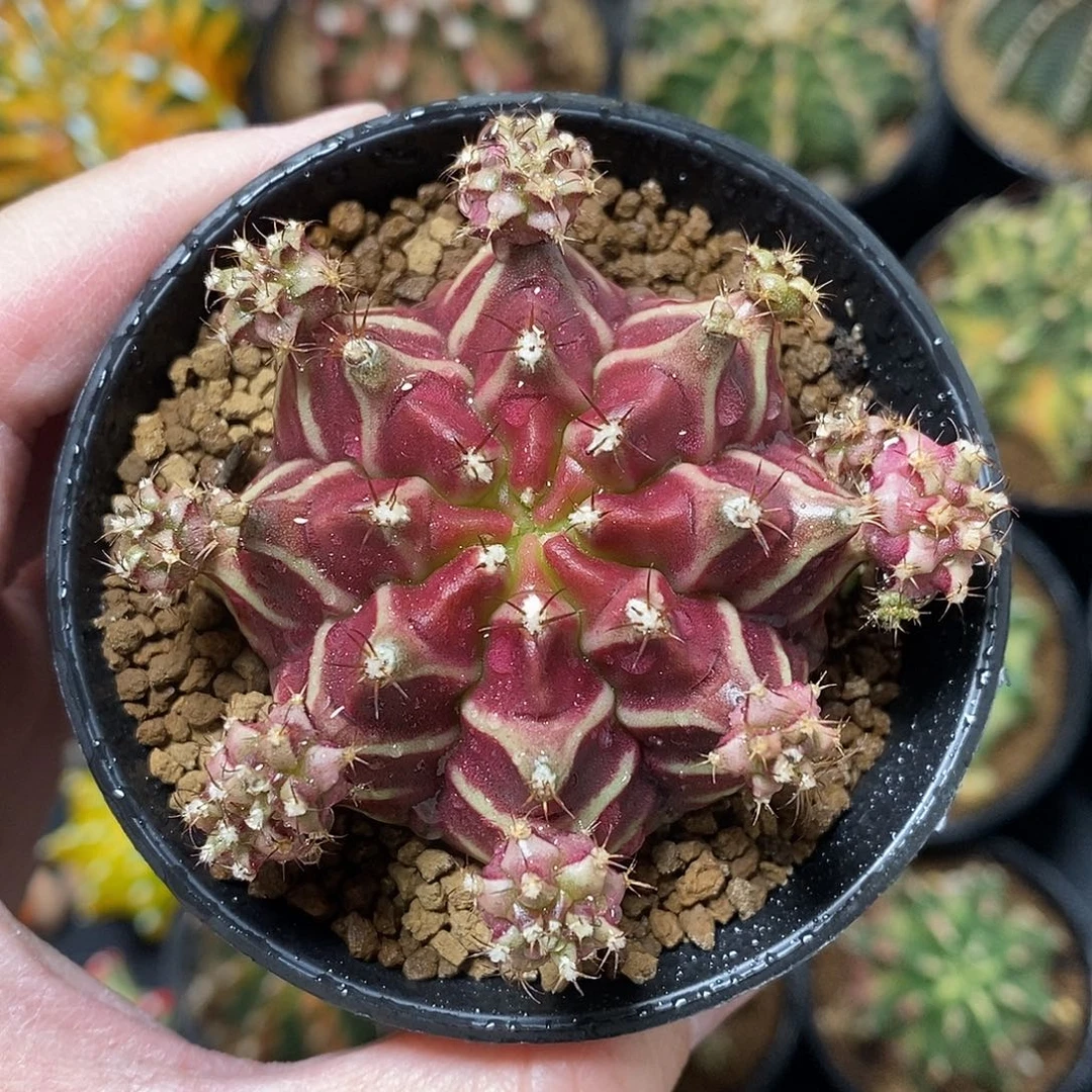 米哈仙人球belove侧芽005