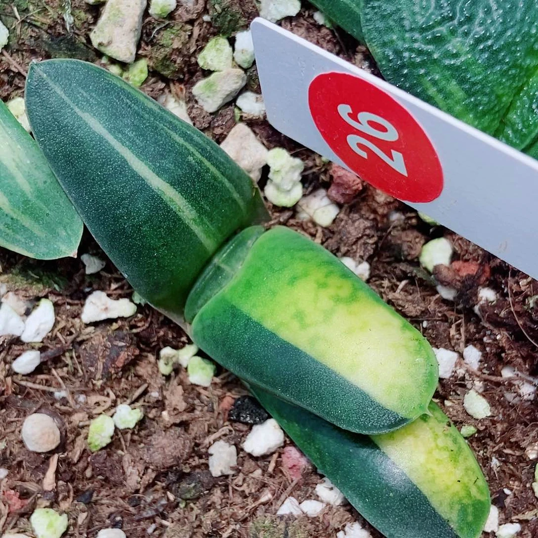 26卧牛实生锦带盆发货