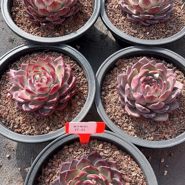 17.22紫罗兰一个脱土