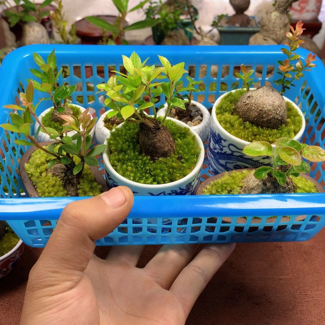 无花朵在这座世界和平上了