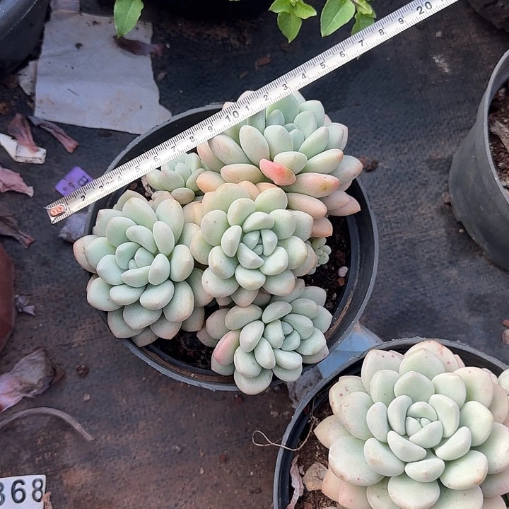 泡泡糖多肉植物一物一拍032