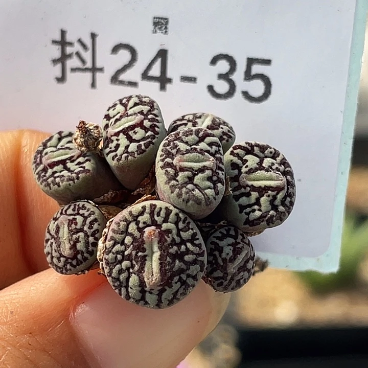 24-35墨多肉植物肉锥