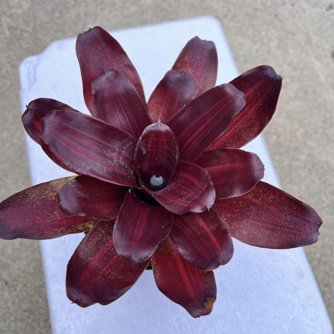 积水凤梨小件（一物一选）