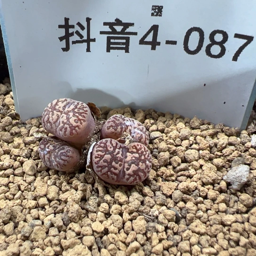 4-87鸟哈尼多肉植物