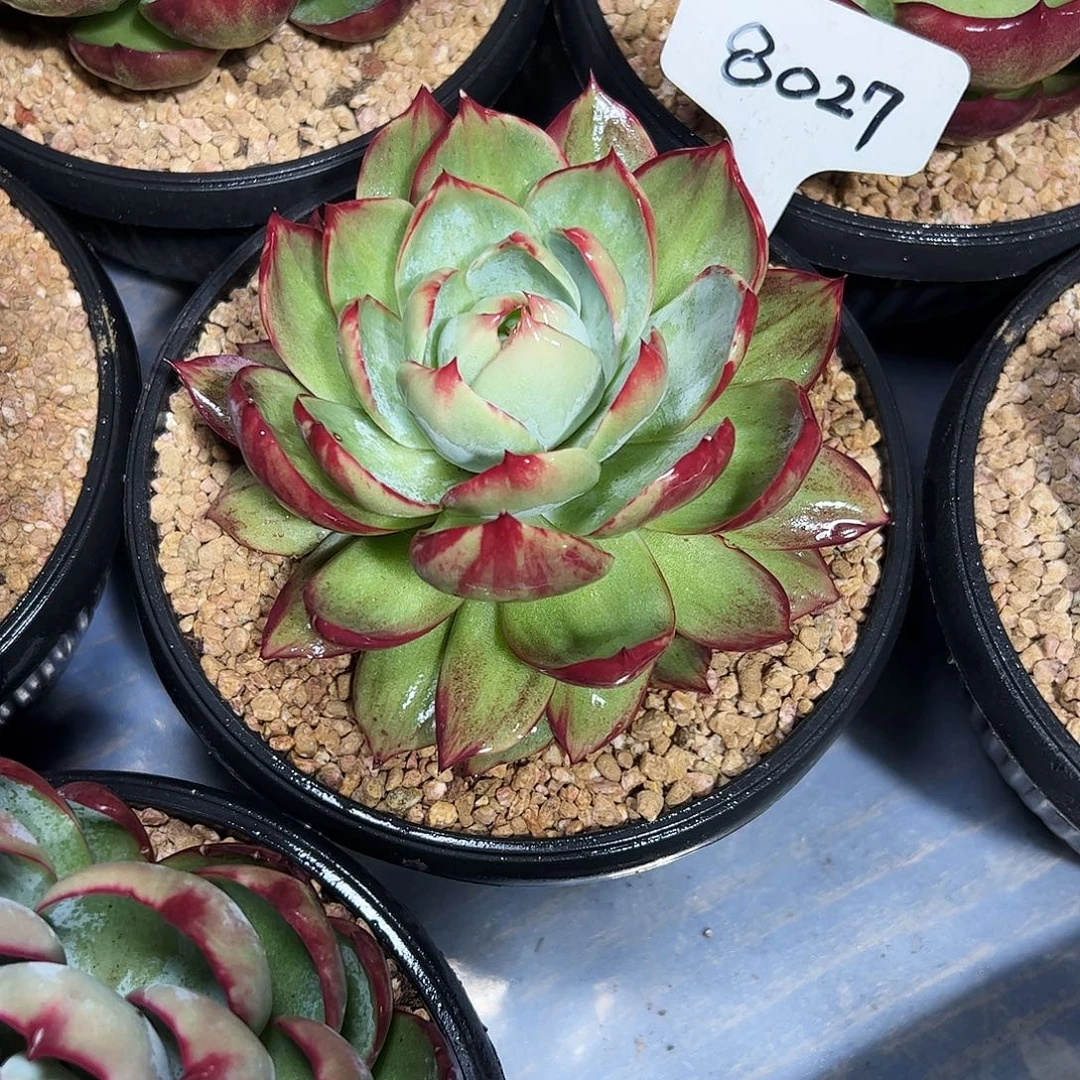 一****惊鸿仙子一物一拍8027号