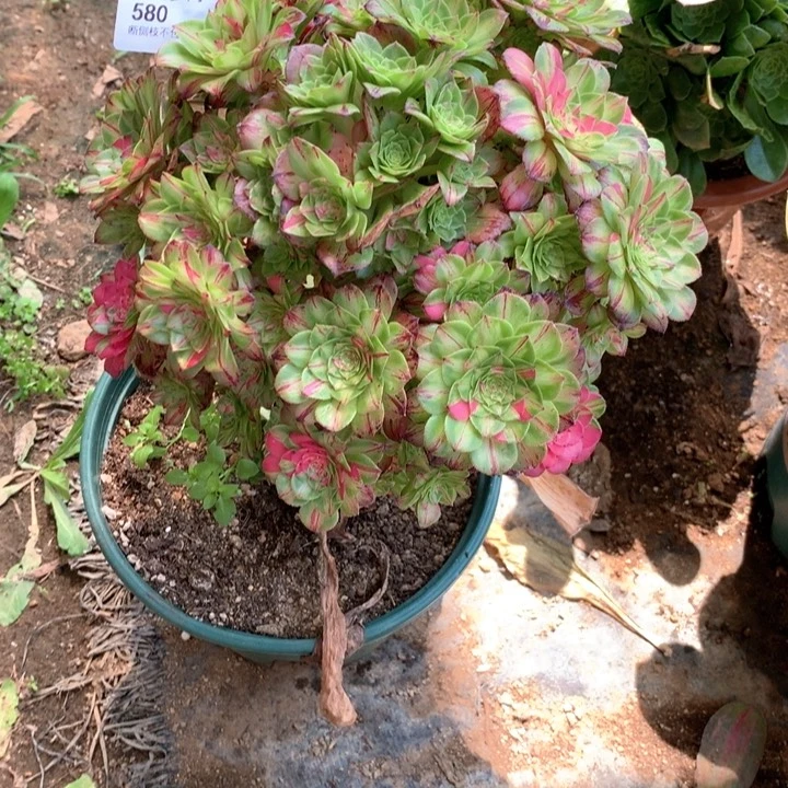 安**利580知否多肉植物特寄养不退不换
