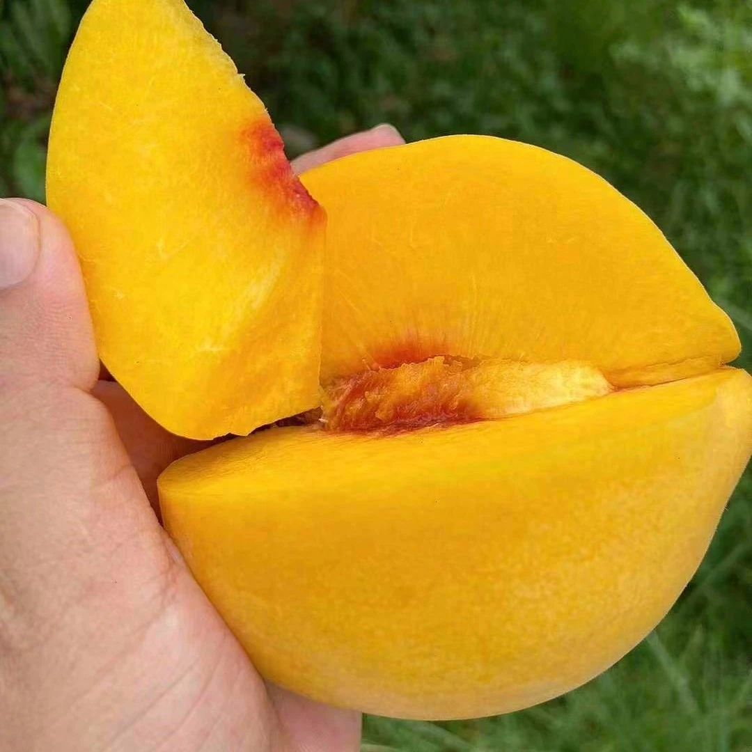 【咸宁小时达】山东黄桃2斤黄桃同城送山东省