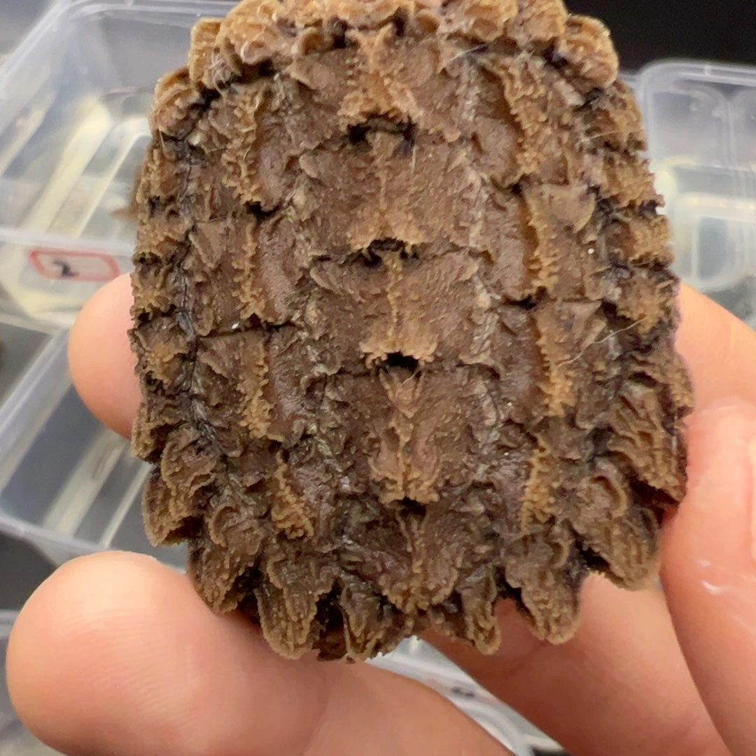 绿毛龟母鳄龟全品