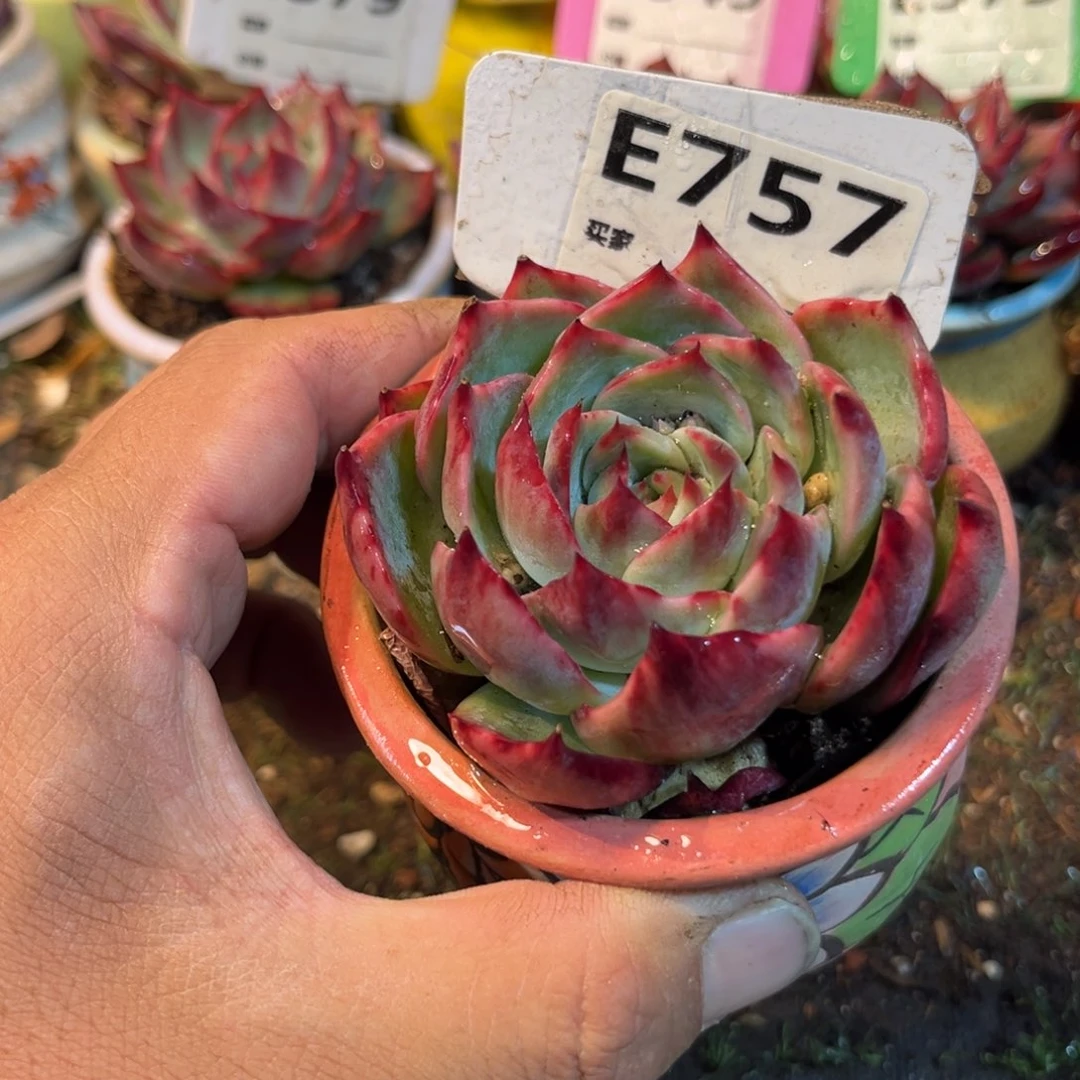 惊鸿一瞥757号多肉