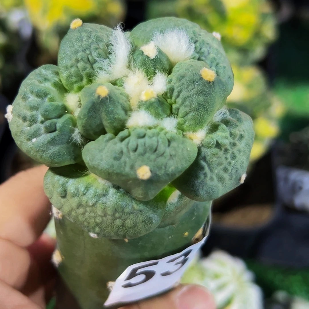 无花朵福利白肌龟甲怒535