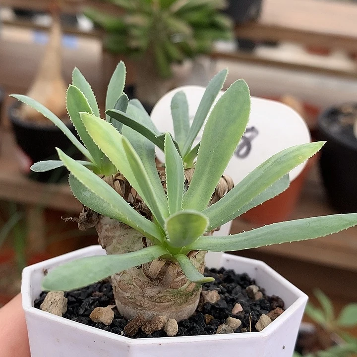 258刨花墩菊3公分66666666