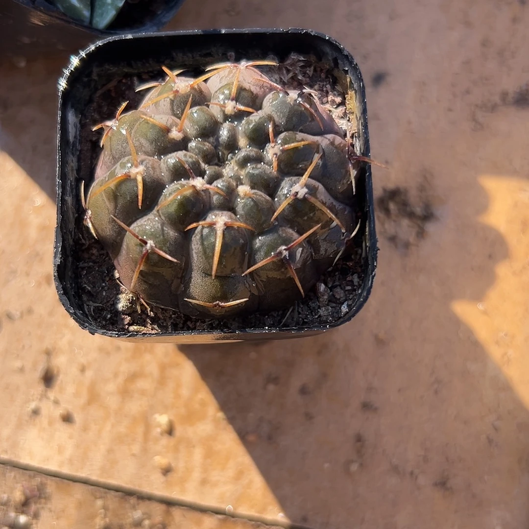 多肉植物多肉植物