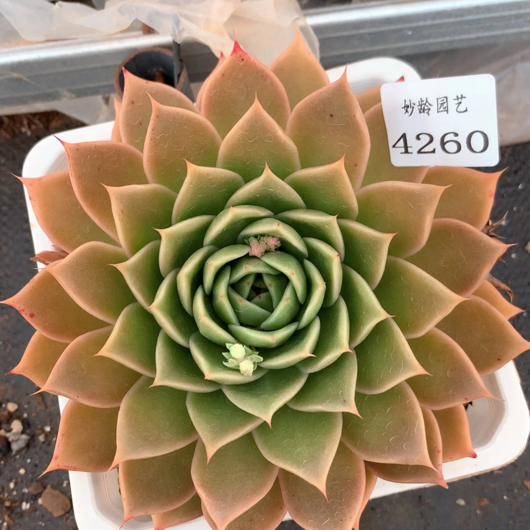4260杂交多肉植物