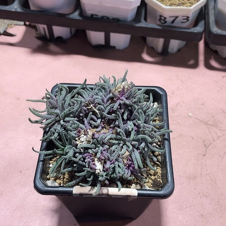 534天赐块根植物，