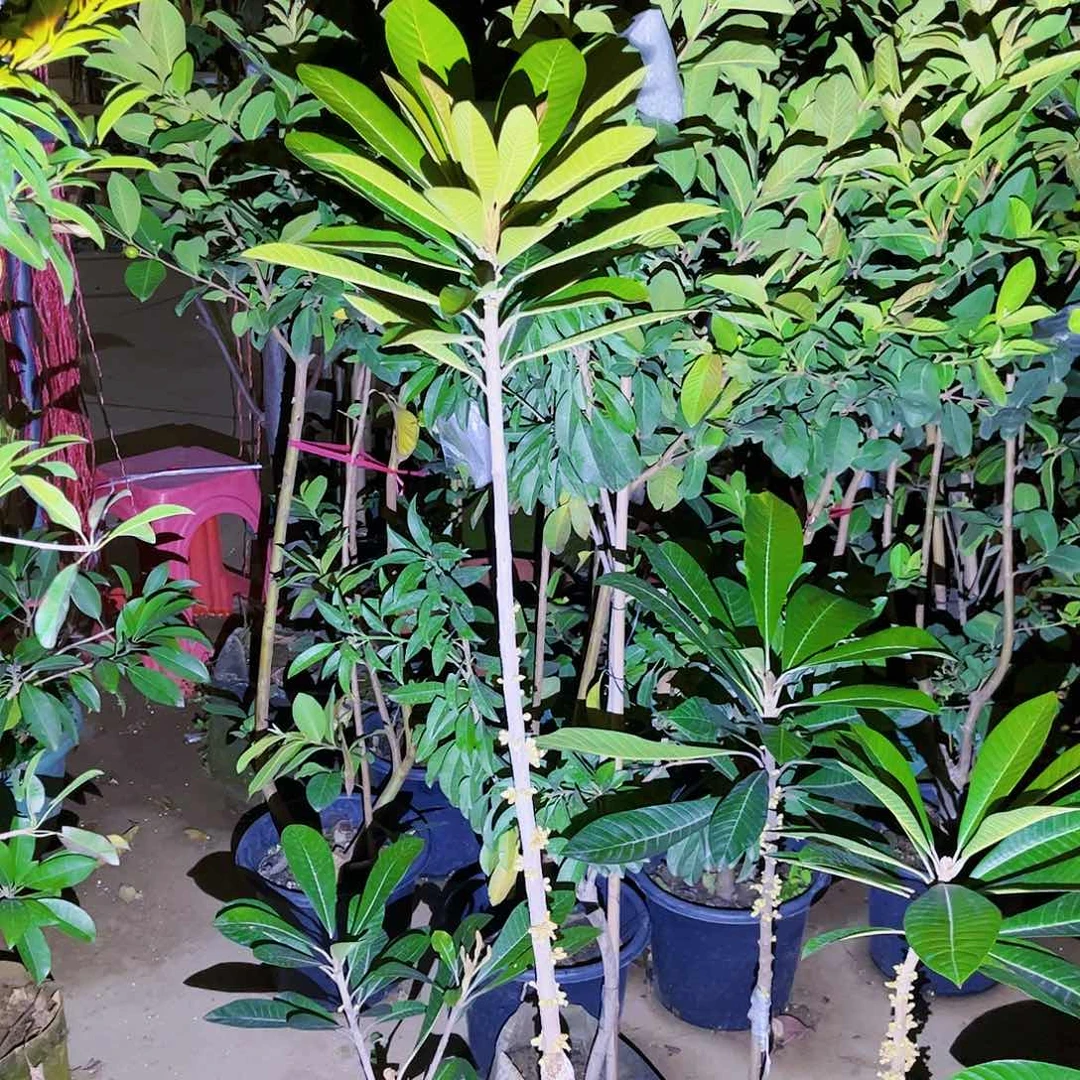 点****7果苗。果苗。果苗6666