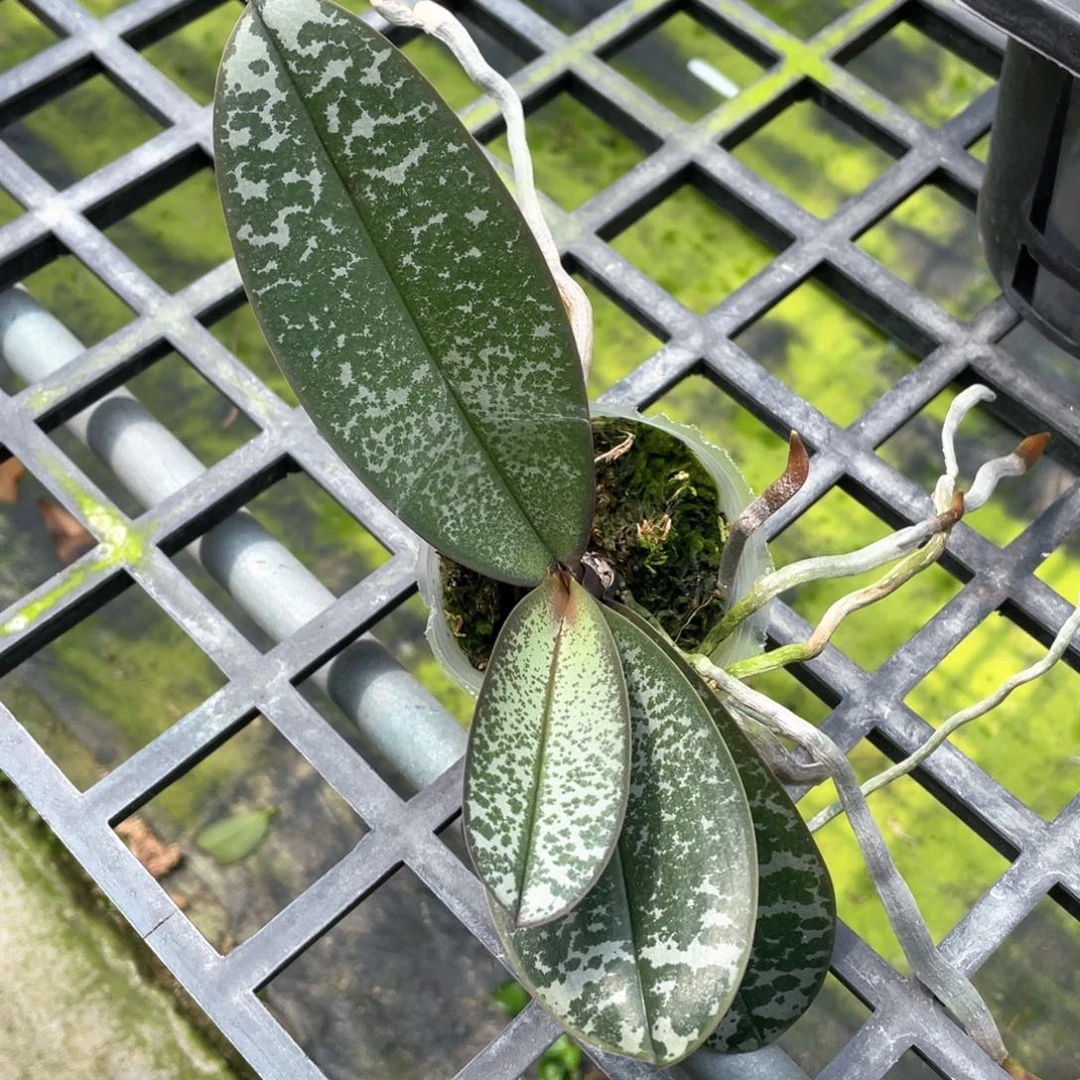 当前无花栽培后可以开花2.5根晃，盲盒