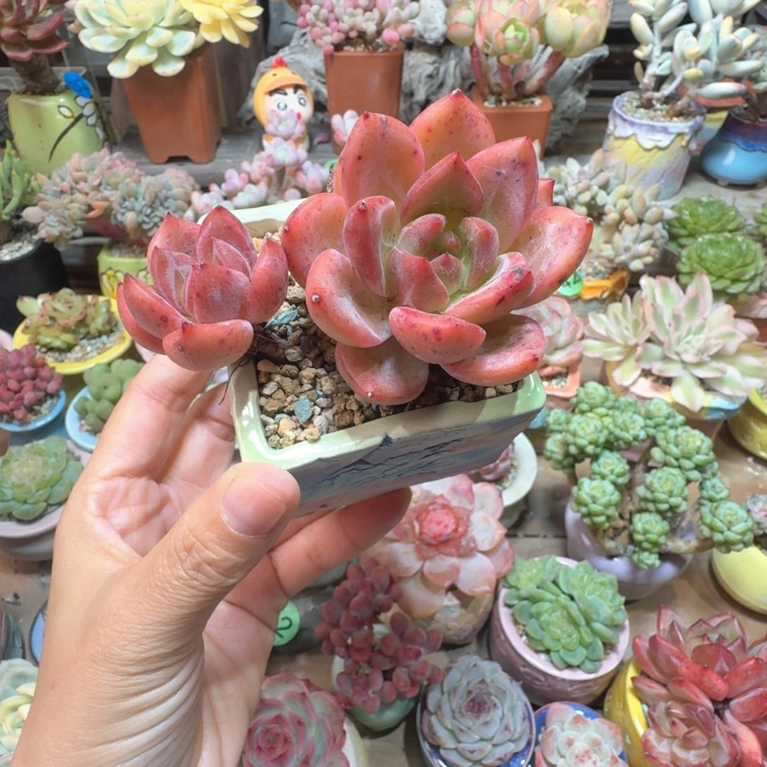 香槟 多肉含盆土 一物一拍