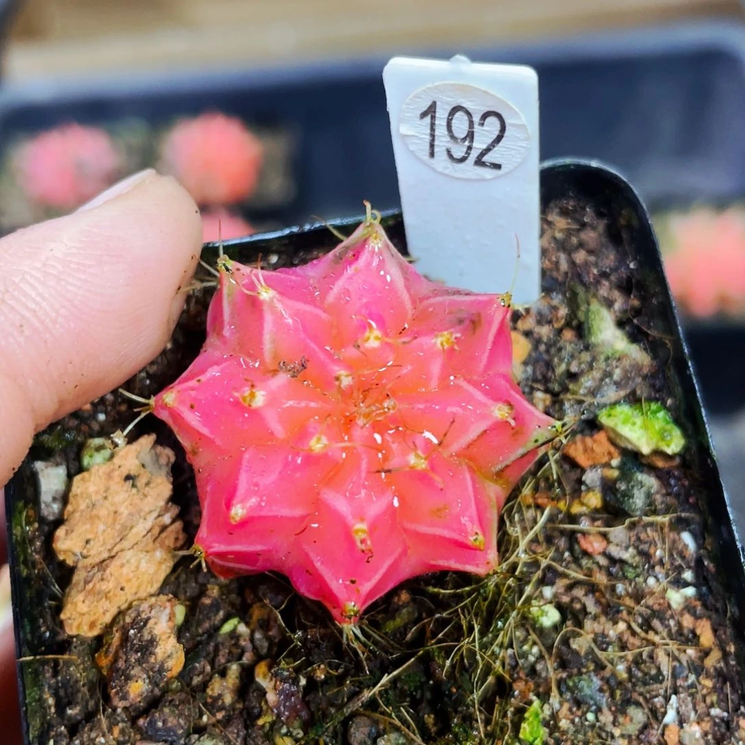 印*非偏远地区满25包邮仙人球