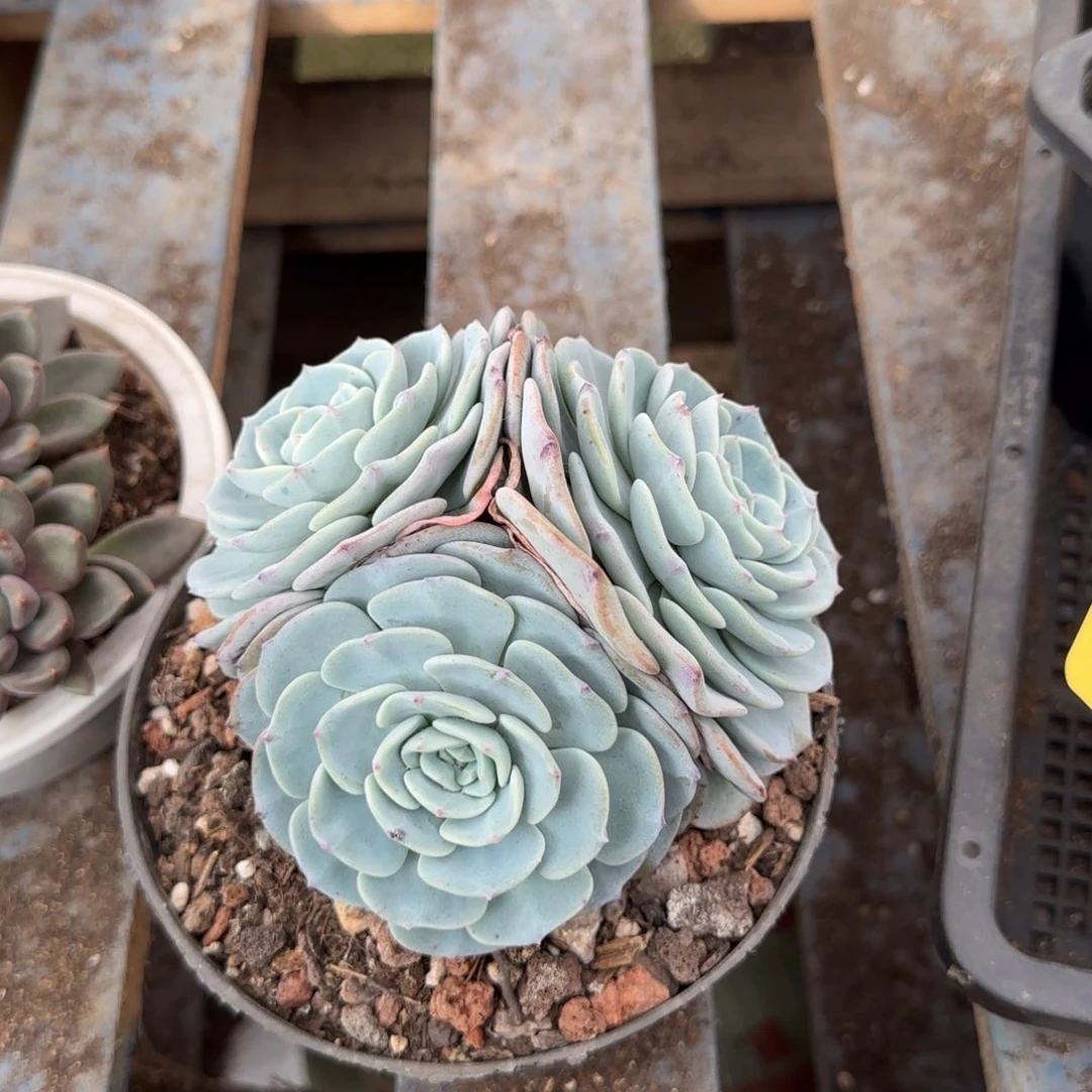 勃朗峰一物一拍包装收缩花旱