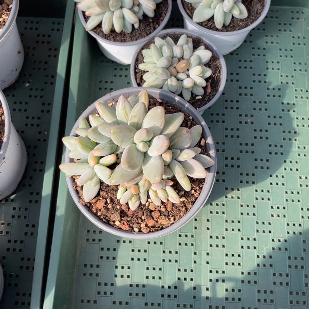 一***姨一七零寄养。