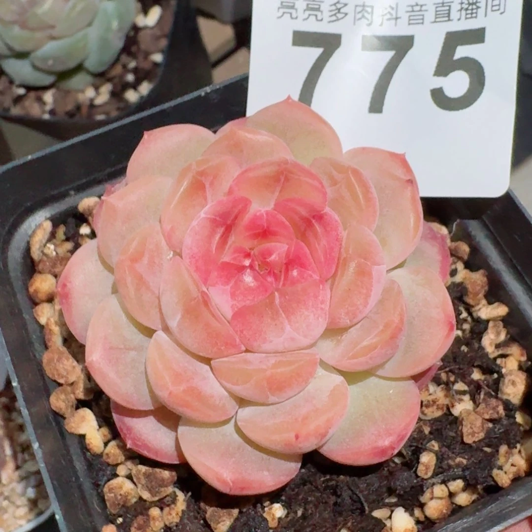 琴心         精品多肉