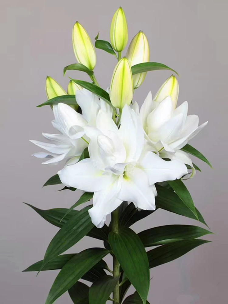 【霞多丽】 白色重瓣香水百合种球