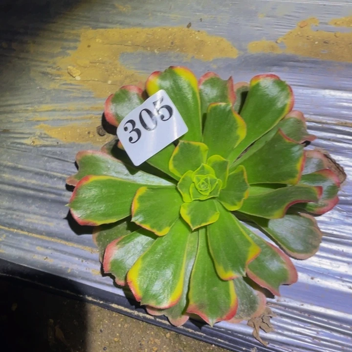 特斯拉多肉植物305
