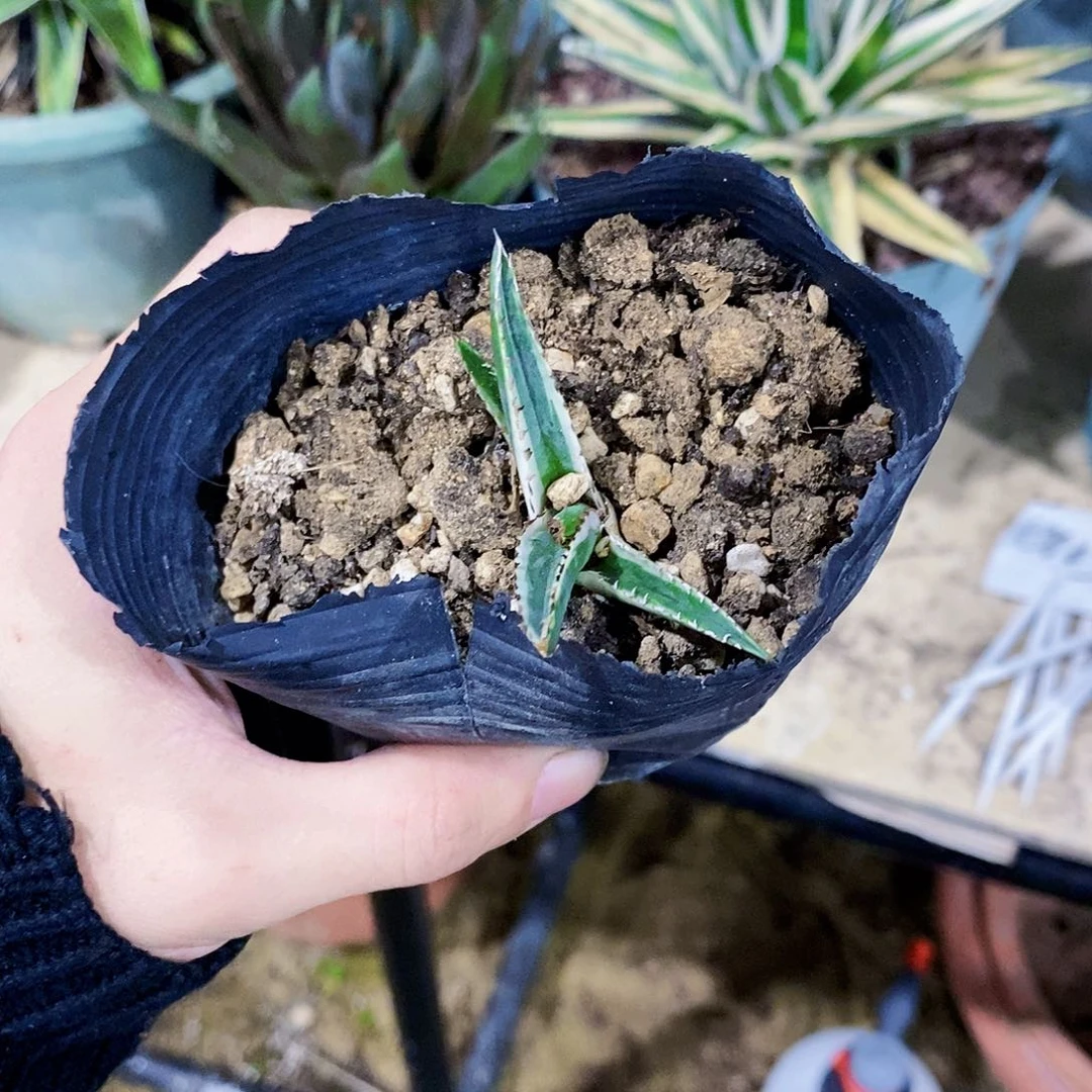 心**顺3544冰山一颗