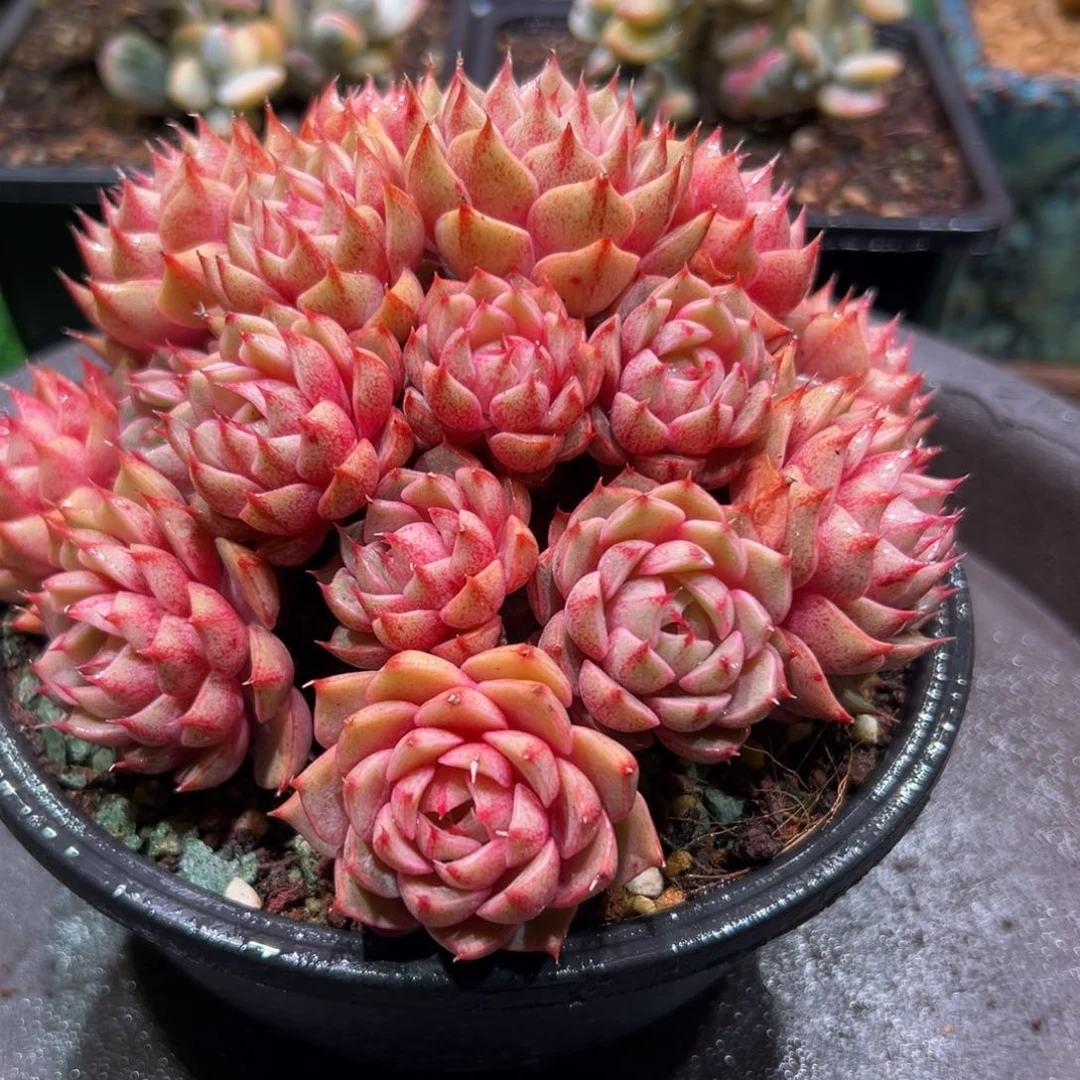 本吧群，一物一拍。