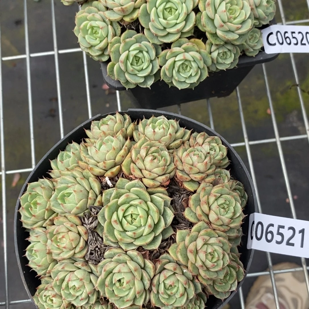 6521笨吧蒂斯一物一拍