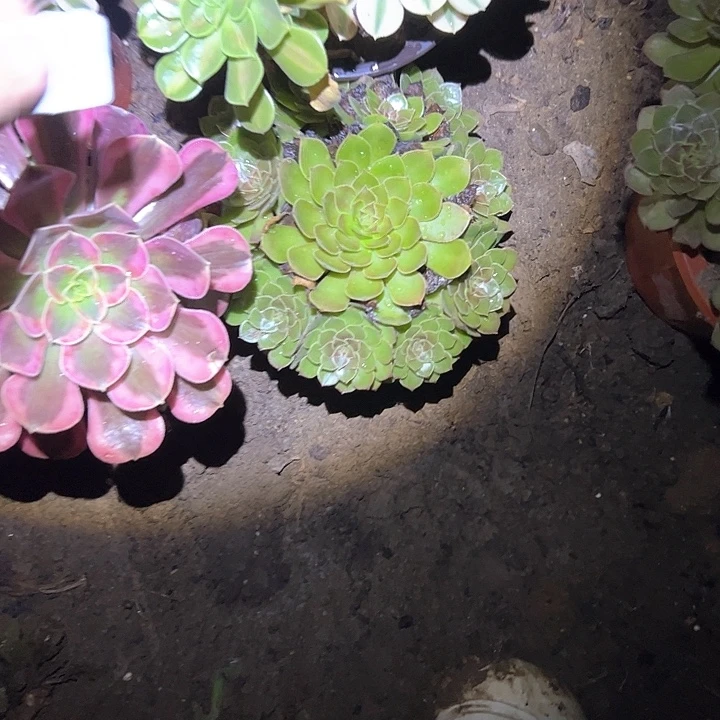 开***天多肉植物一物一拍四颗9