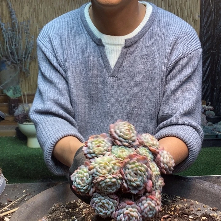 ￴***￴367号白胖子多肉植物