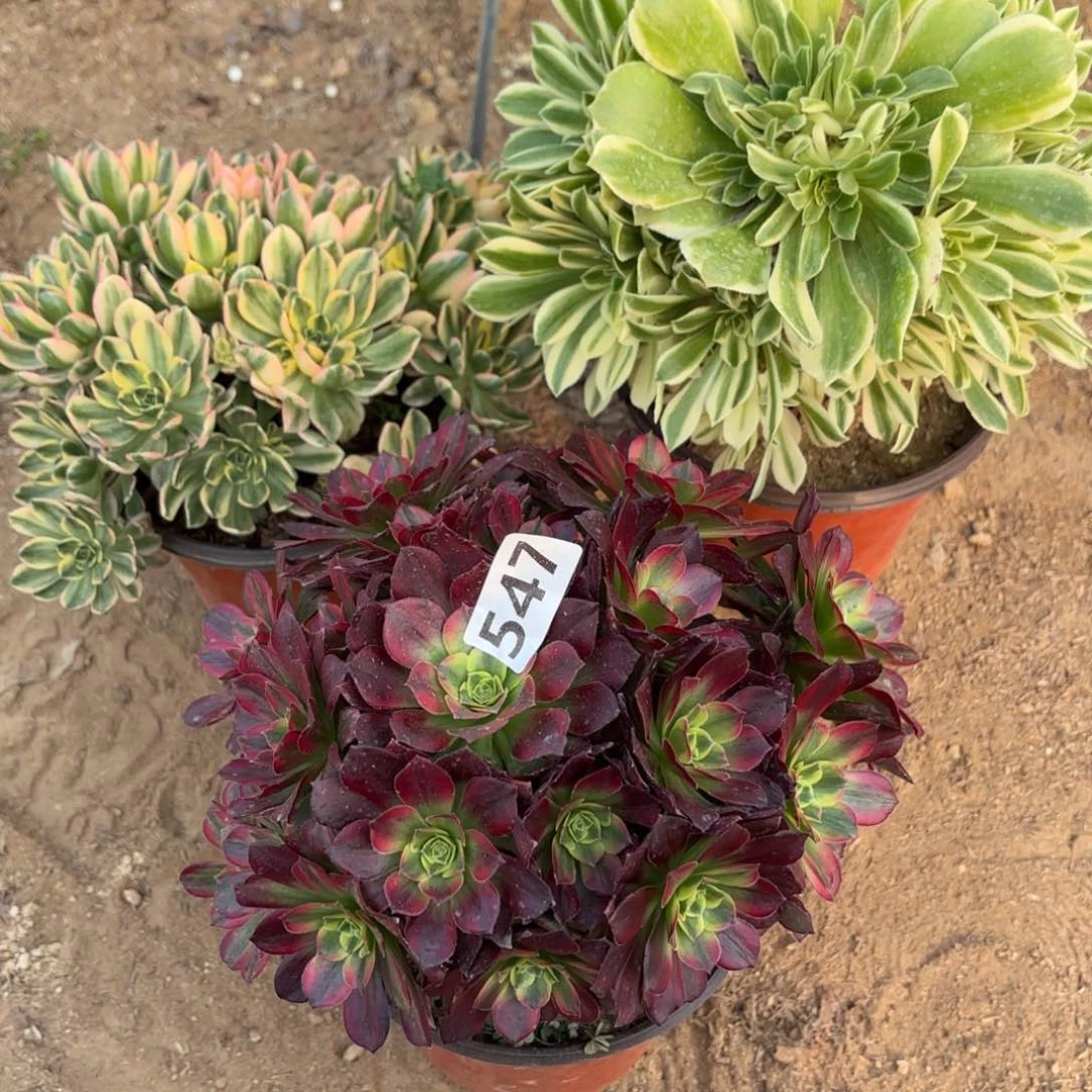 547法师套餐3棵不包损