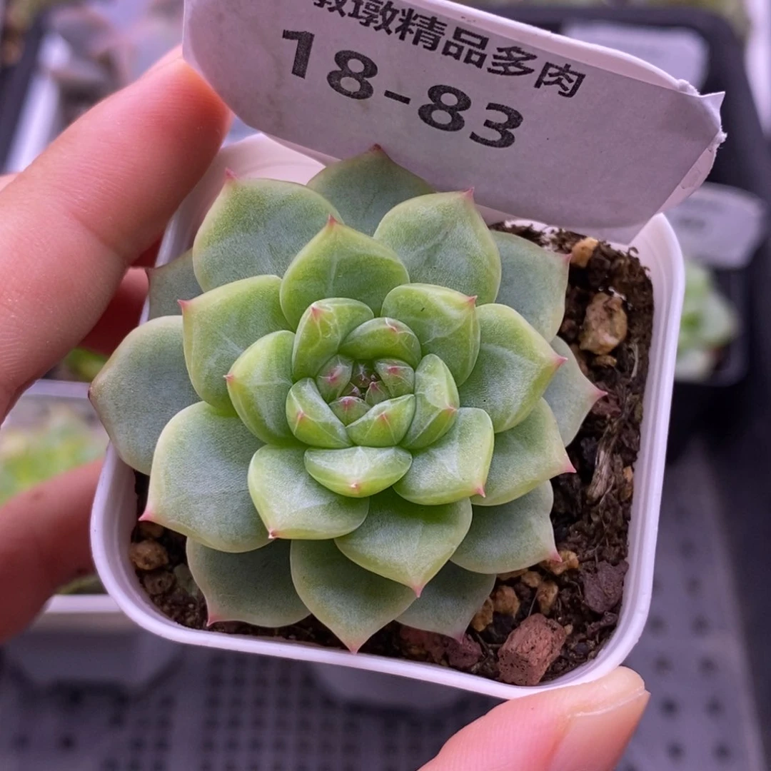 【闪购商品】18-83寒绯