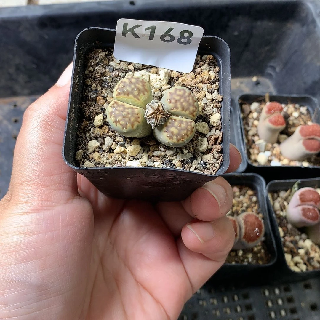 K168多肉植物保护