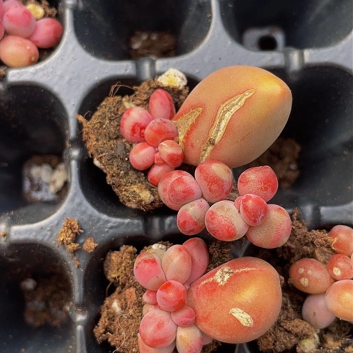 糖果拉丝双头量拍满