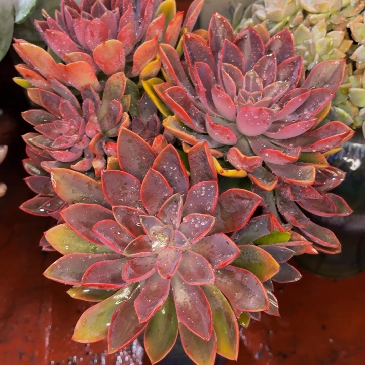 福****老桩精品肉肉紫气东来