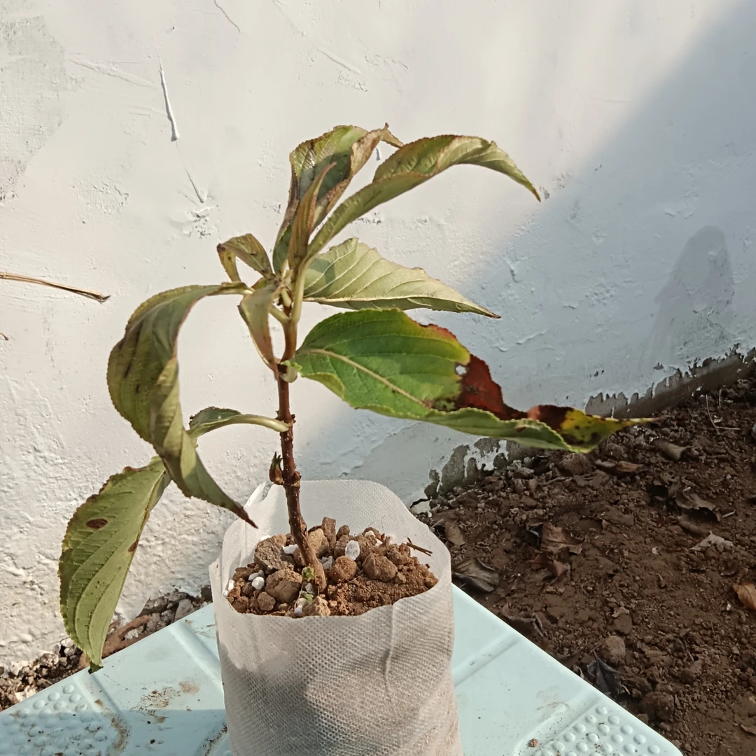 五彩锦带当年种下当年开花小苗适合南北种植耐寒耐旱五棵起拍