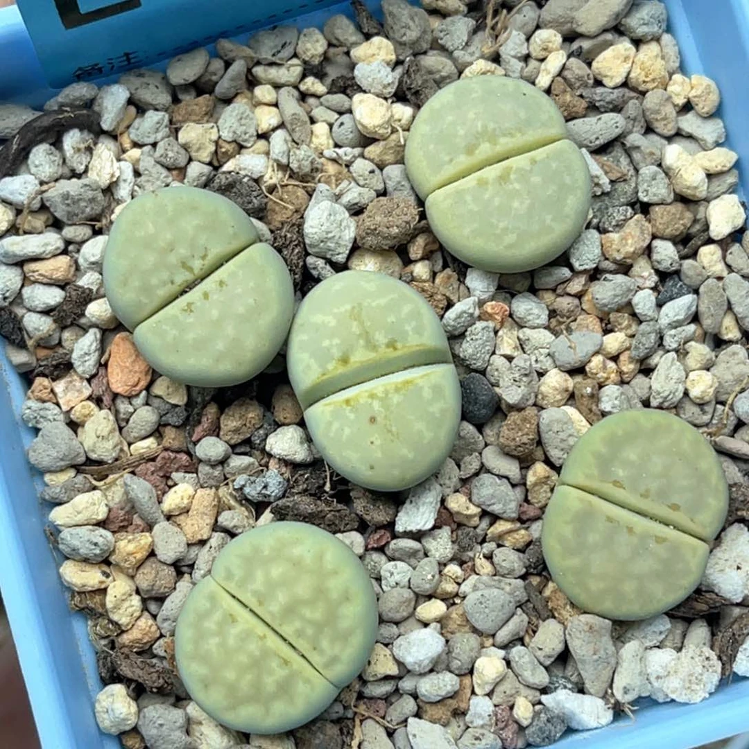 5813奶油寿丽五颗。