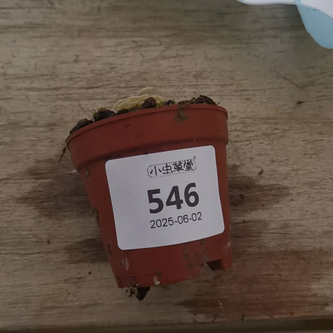 完全开放546爱威捕虫堇
