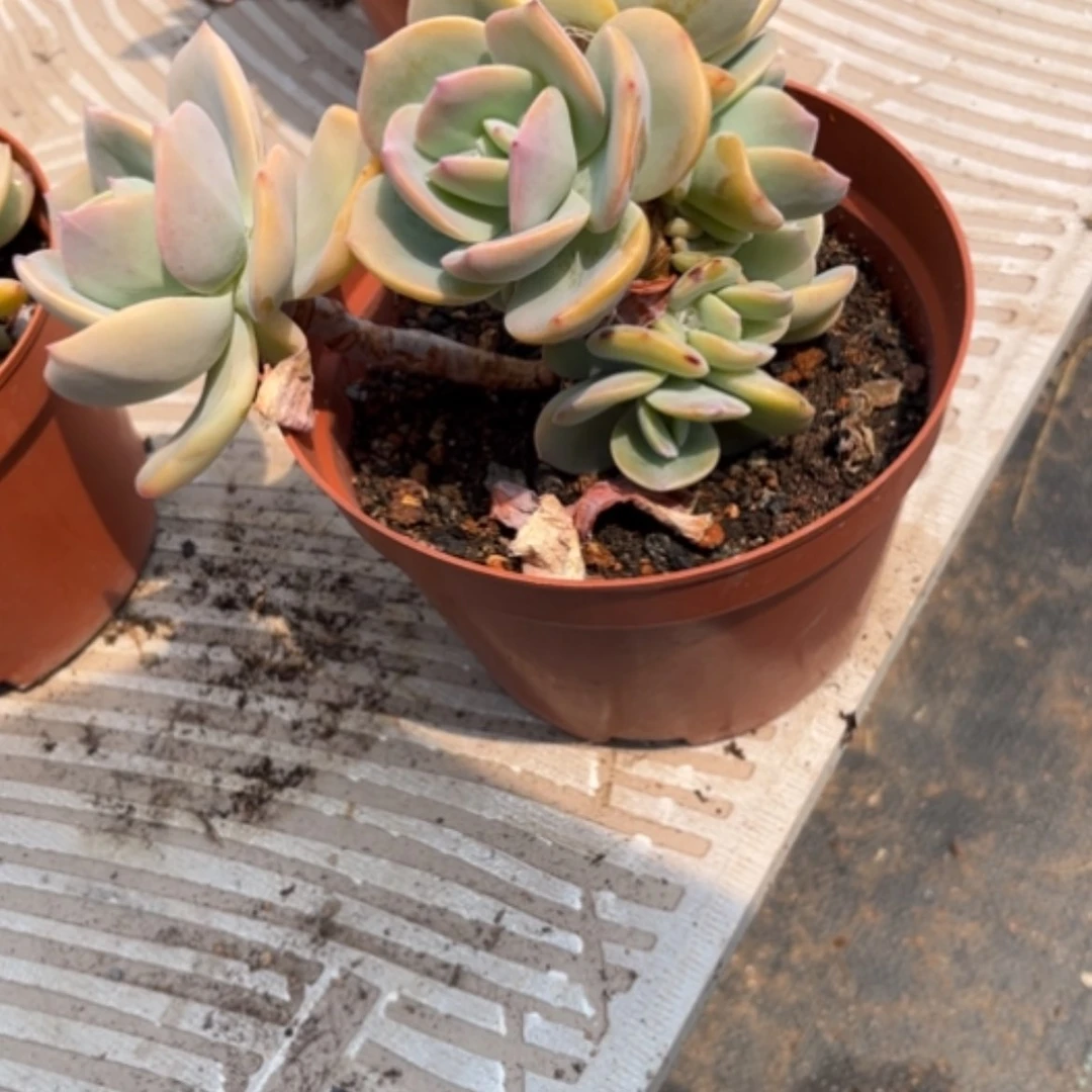 【闪购商品】湿****露凤