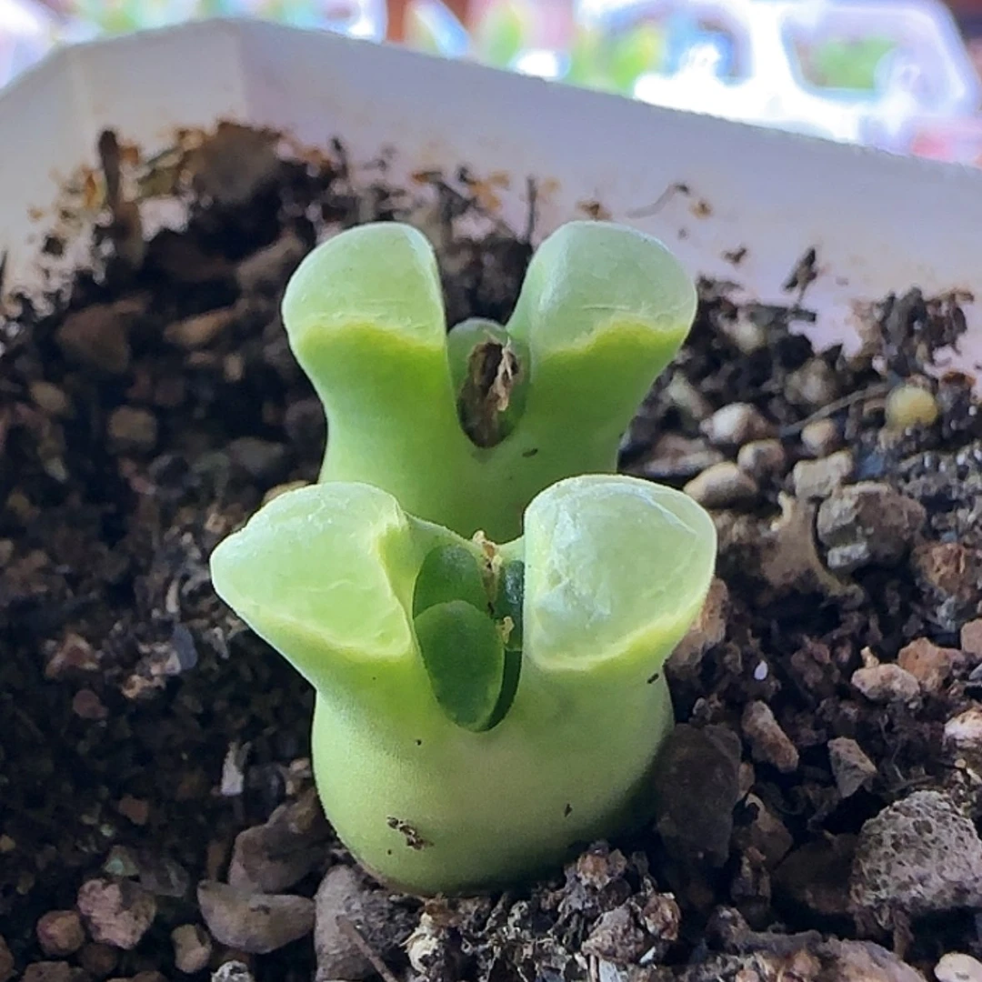 【闪购商品】123456789