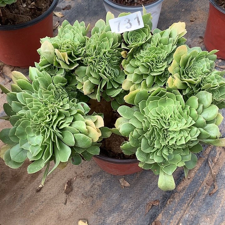 多肉植物绿羊绒缀化731