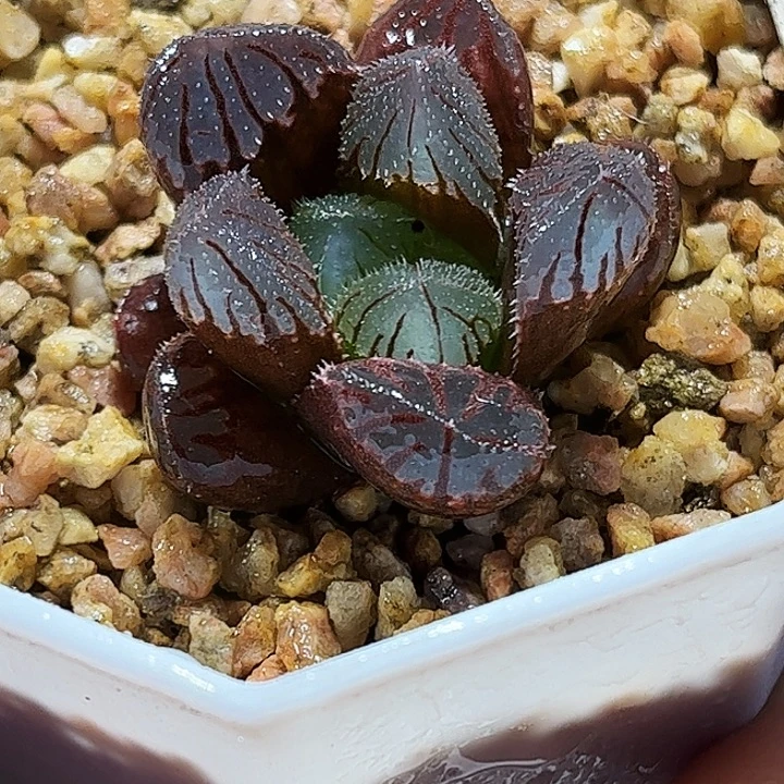 十二卷多肉实生毛玉露