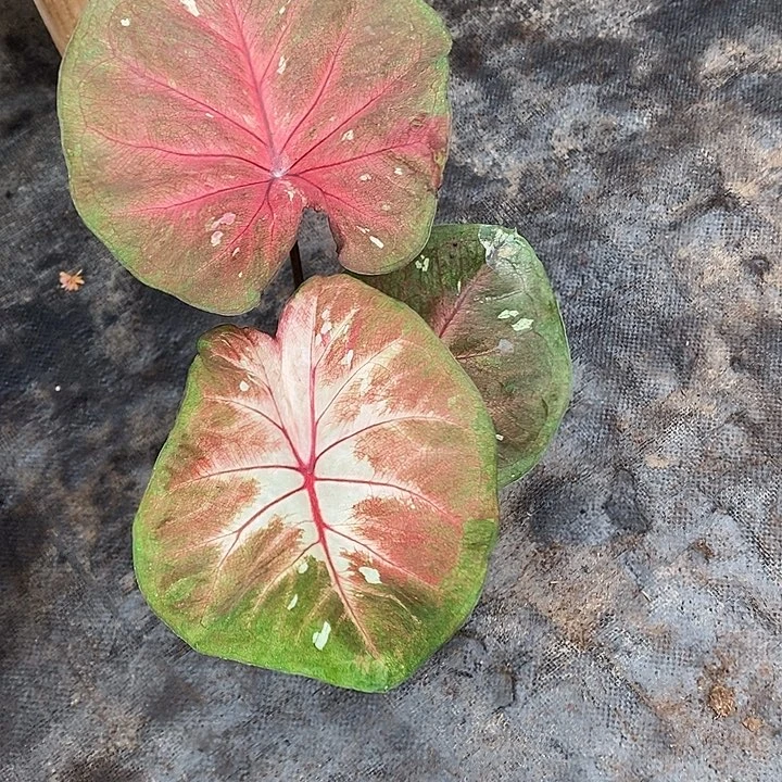 完全开放编号A333海王