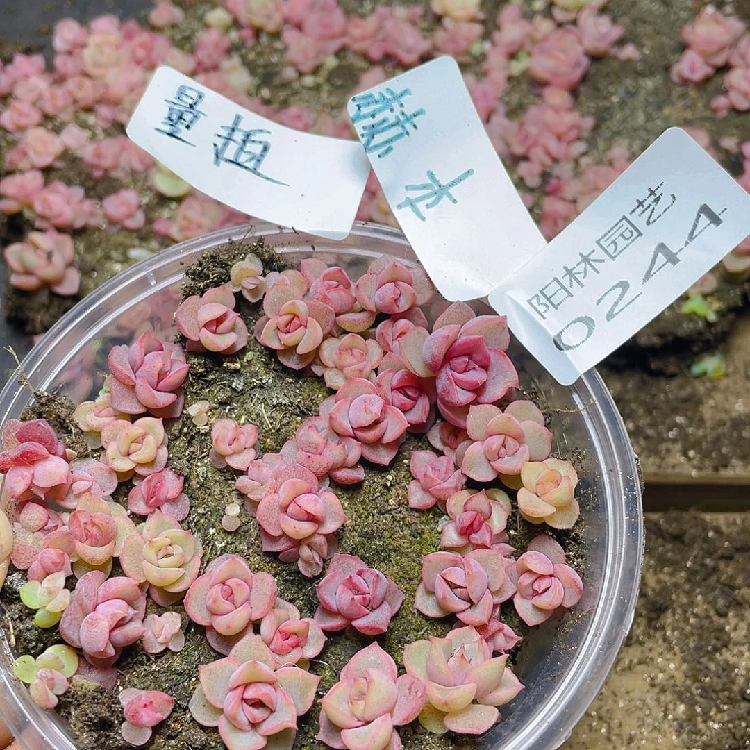 量拍多肉植物多肉植物244