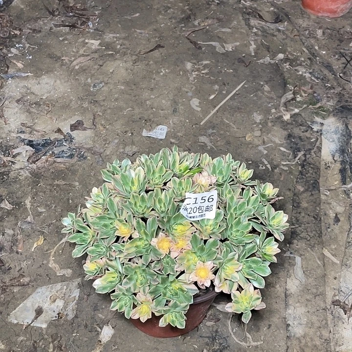 156甜茶多肉法师多肉