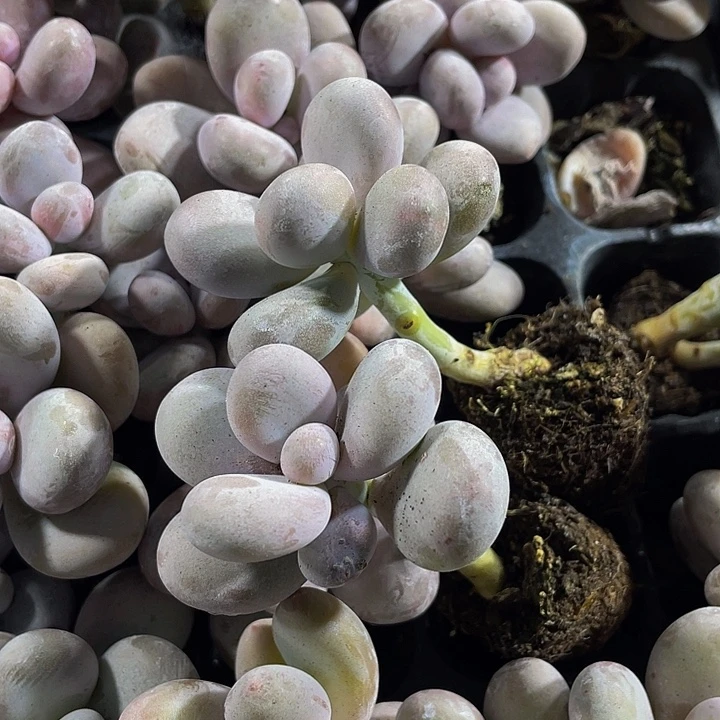 文斯通1.5带土发货