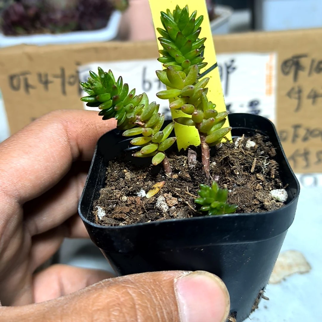 满6元包邮，#52百花小松